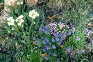National Park Service, Rocky Mountain National Park Alpine Flower