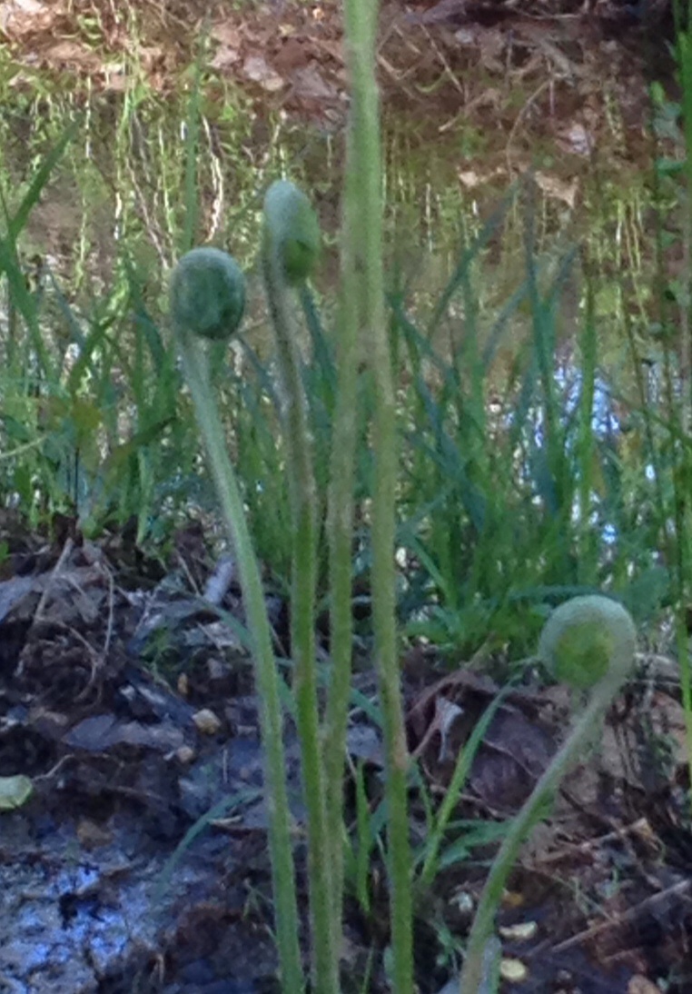 Joan's iphone cam, Martha and James' woods.